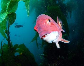 Santa Monica Pier Aquarium Kelly Bracken Sheephead